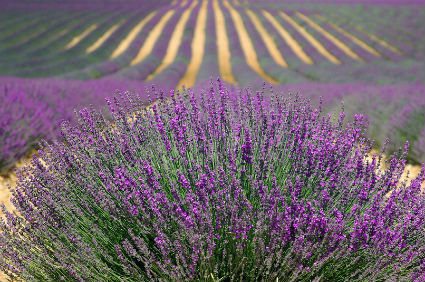 Lavender Fields of Provence